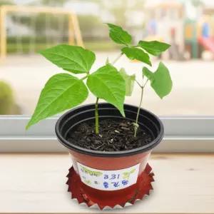 강낭콩키우기 한살이 씨앗 화분 자연관찰 키트 식물기르기 성장조건 발아 강낭콩의 과정 학습