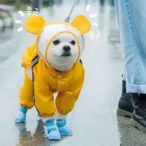 [반려] 잔솔 강아지 우비 레인코트 애견 판초 올인원 망토 강아지우비 강아지비옷