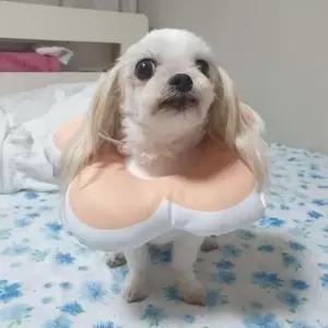 [펫] 강아지 꽃피는 넥카라 고양이 핑크 쿠션 M