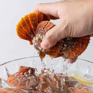통영 비단 가리비 7kg, 1개