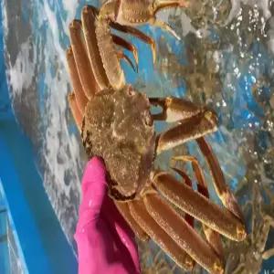마가단 자숙 대게 3kg 2-3미 내외 러시아 박달 대게 대게찜 제철 별미 선물