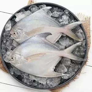[T] 요리조리 국내산 병어 실속형 (1팩당 3-4미 250g) 10팩