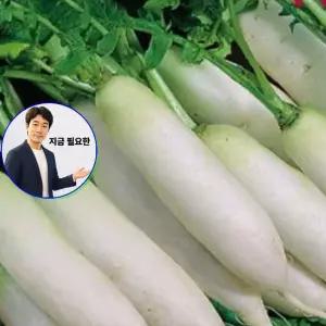 지금 필요한 무말랭이 깍두기 30g 궁중무 작물 종자 씨앗 단무