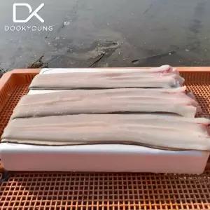 통영 바다장어 2kg (손질후 1.3kg내외)