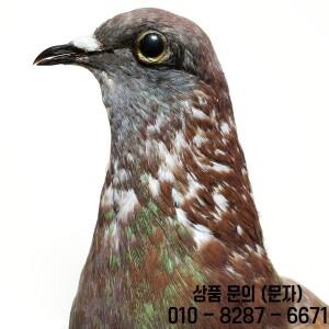 비둘기 골격 표본 완전한 새 뼈 모형 박제 동물 해부학 조각상 과학 교육용 탁상 장식