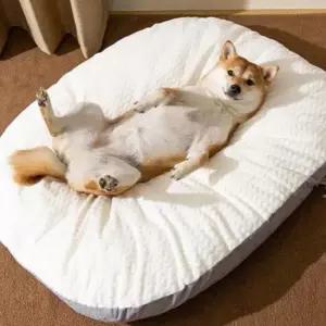 잔솔 강아지 개방석 애견 쿠션 담요 베개 침낭 고양이