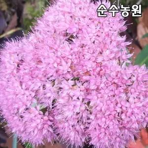 큰꿩의비름 모종, 15cm포트 2개/야생화/지피식물