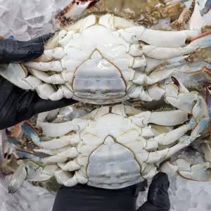 서해안 냉동 암꽃게 3kg