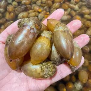 아마마 손질 참미더덕 (경남 고성)