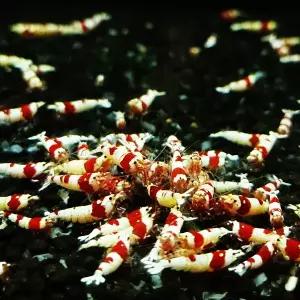 레드비 새우 1cm 내외 1마리,CRS모스라,CRS,레드비비쉬림프