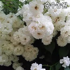 유럽사계덩굴장미 묘목, 알바 메이딜란드 개화주 포트1개/넝쿨, 줄장미/꽃나무