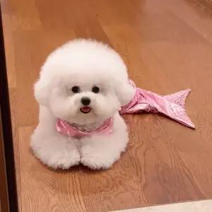 고양이 의상 촬영 강아지 수영복 물고기 꼬리 소품 코스프레 인어공주 파티
