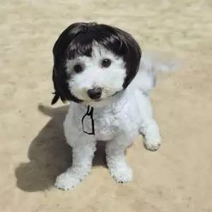 [펫] 단발 강아지 금잔디 가발