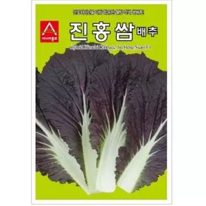 쌈배추씨앗 진홍쌈 100립 적색 쌈배추 종자