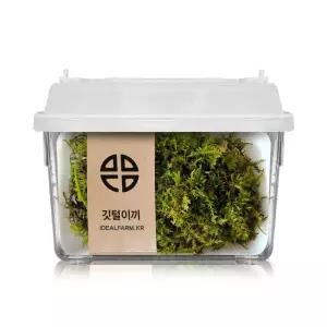 팔루다리움 반려식물 깃털이끼 공기정화식물 음지생물 세트
