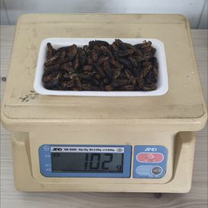민물 장어낚시 귀뚜라미 대물미끼 낚시용