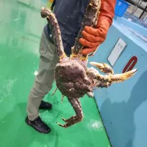 러시아 프리미엄 자숙 블루킹크랩 3kg-4kg 1미