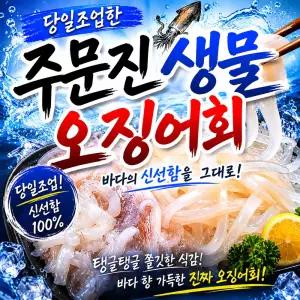 주문진 오늘 새벽 당일조업한 국내산 생물 활오징어회 350g 생오징어회 산오징어회 초장세트포함