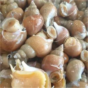 ALOHA-STORE 자연산 활 백골뱅이 소 1KG X 4 생골뱅이