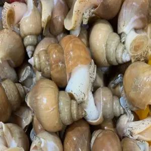 [맛] 자연산 동해바다 활 백골뱅이 4KG 대 생골뱅이