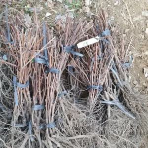 학교 키움원예 포도 켐벨 묘목 1주 조경수 하니A1