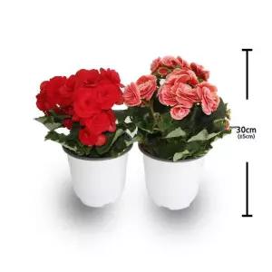 베고니아 2PK 코스트코 잡화마켓2606