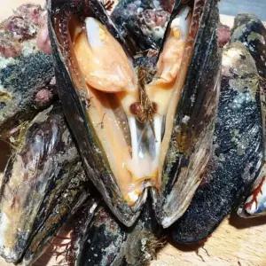 남해안 자연산 돌 홍합 섭 담치 홍합탕 1kg