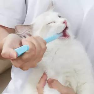 HIKT[1+1] 투약기 강아지 캡슐 알약 투여기 필건 고양이용품 투약병 고양이 물약병 애견용품 먹이기