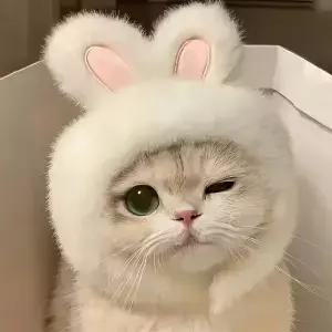 1pc 토끼 귀 고양이 모자 테마 애완 동물 의상 니트 패브릭 세트 및 작은 개를위한 편안한 폴리 에스터