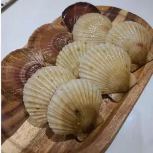 100 국내산 참가리비 500g 1년산 직접생산