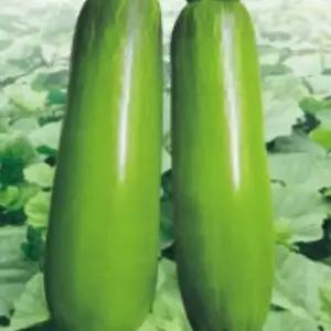 30립애호박씨 채소씨 품종종자 애호박씨앗 열매용호박종자