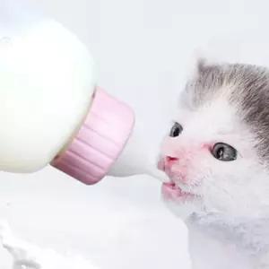 새끼 강아지 애기 고양이 우유병 젖병 세트 80-100ml iGY17yNG