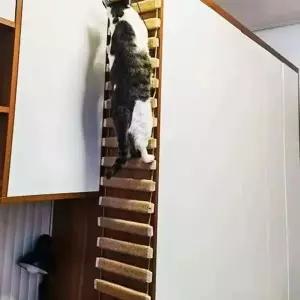 동물 고양이 애완 침대 등반 접이식 계단 사다리 로프