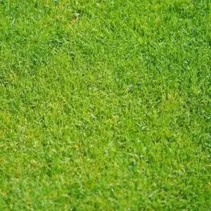 정원 골프장 운동장 축구장 산소 이우 잔디 4계절잔디