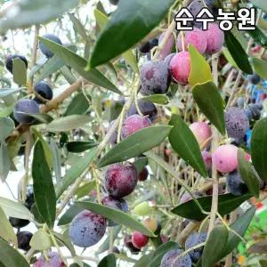 올리브나무 묘목, 아르베키나(자가수정) 10cm포트 3개/유실수/과실수