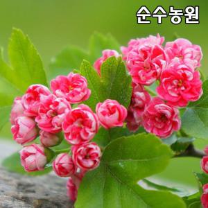 홍화산사나무 묘목 R4cm(분) 1개/분홍꽃산사/조경수/공원수