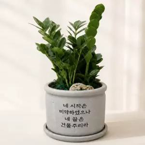 시멘트 아무말대잔치 중형  승진선물 개업식화분 축하 화환 꽃배달