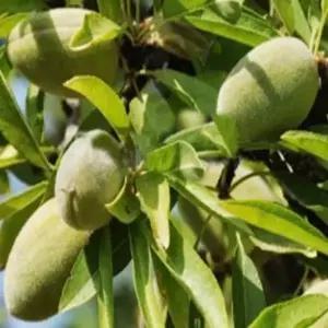 아몬드나무Prunus amygdalis var북방형프리마베라바운티묘목유실수대량주문내고