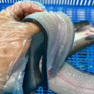 나주 고창 자포니카 민물 장어 1kg 1-1.5미 특대 대왕장어 나주장어 자포니카 장어 고창장어 고창민물장어