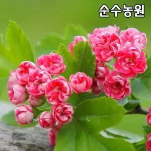 홍화산사나무 묘목 접목1년 뿌리묘(특) 3개/분홍꽃산사/조경수/공원수