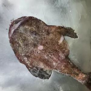 국내산 손질 생물 아귀 3.5kg급