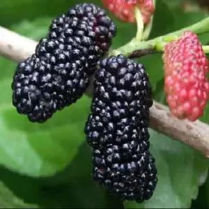 뽕나무 묘목(슈퍼오디) 결실주 R5cm 분묘1개