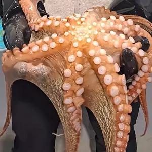 돌문어 1kg