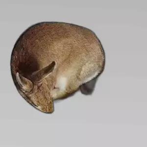 도넛 펠트 숨숨집 L 고양이터널 그레이