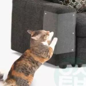 고량이 스크래치 방지필름 고양이필름 강아지필름