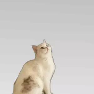 고양이 천연 사이잘 섬유 수직 스크래처 발톱관리 1P