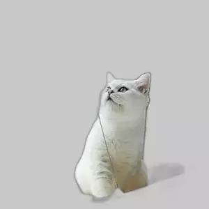 흡착식 고양이 발판 선반 창문 캣워커 침대 창문해먹