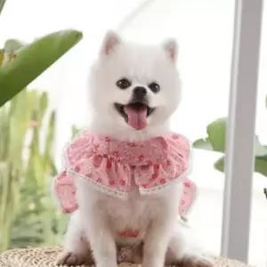러블리 강아지옷 레이스 고양이 반려동물 하네스 핑크 S
