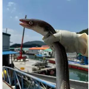 자연산 바다장어 특대 1kg