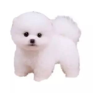 진짜같은 비숑 말티즈 인형 실사 소형견 애견 강아지